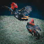 Gallodrome cover art